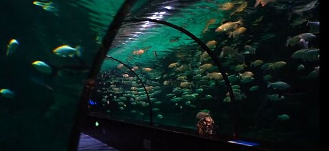 Fishes are great for relaxation, everyone should have an aquarium