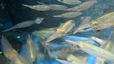 “A Squid Fishing Journey – One Trip, Million VND Catch”