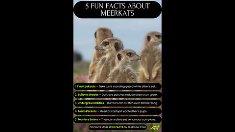 5 Fun Facts About Meerkats 🐾#animallovers #wildlifefacts
