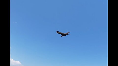 🦅 Spirit In The Sky - Norman Greenbaum 🦅