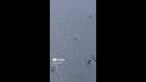 Fox tracks #Subscribe #Upinalaska #Alaska #Fox #Outdoors #Nature #Mountains #Wildlife #iPhone #fyp