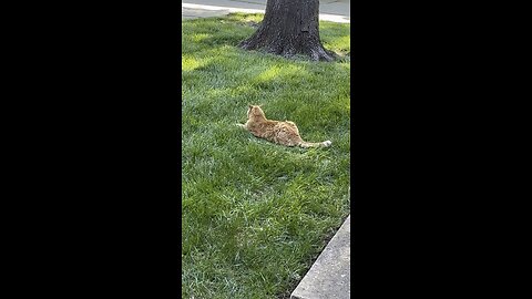 Cat 🐈 in nature.