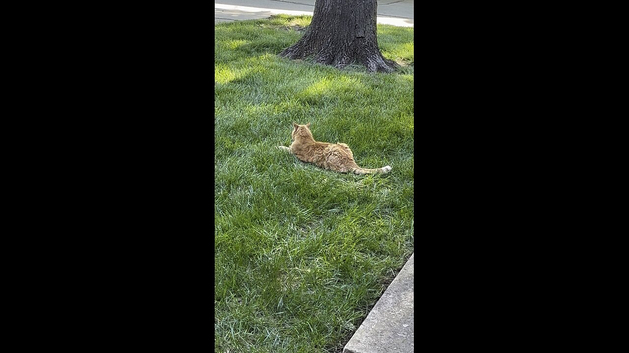 Cat 🐈 in nature.