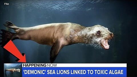 "National News Outbreak: Facts about the 'Demonic Possessed Sea Lion' Attacks!"