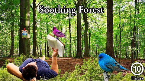 I Found the Peace. Soothing Woods to Calm Your Mind | 10h Birdsong & Forest Ambience