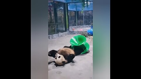 l Lazy Panda Rolling in the Zoo