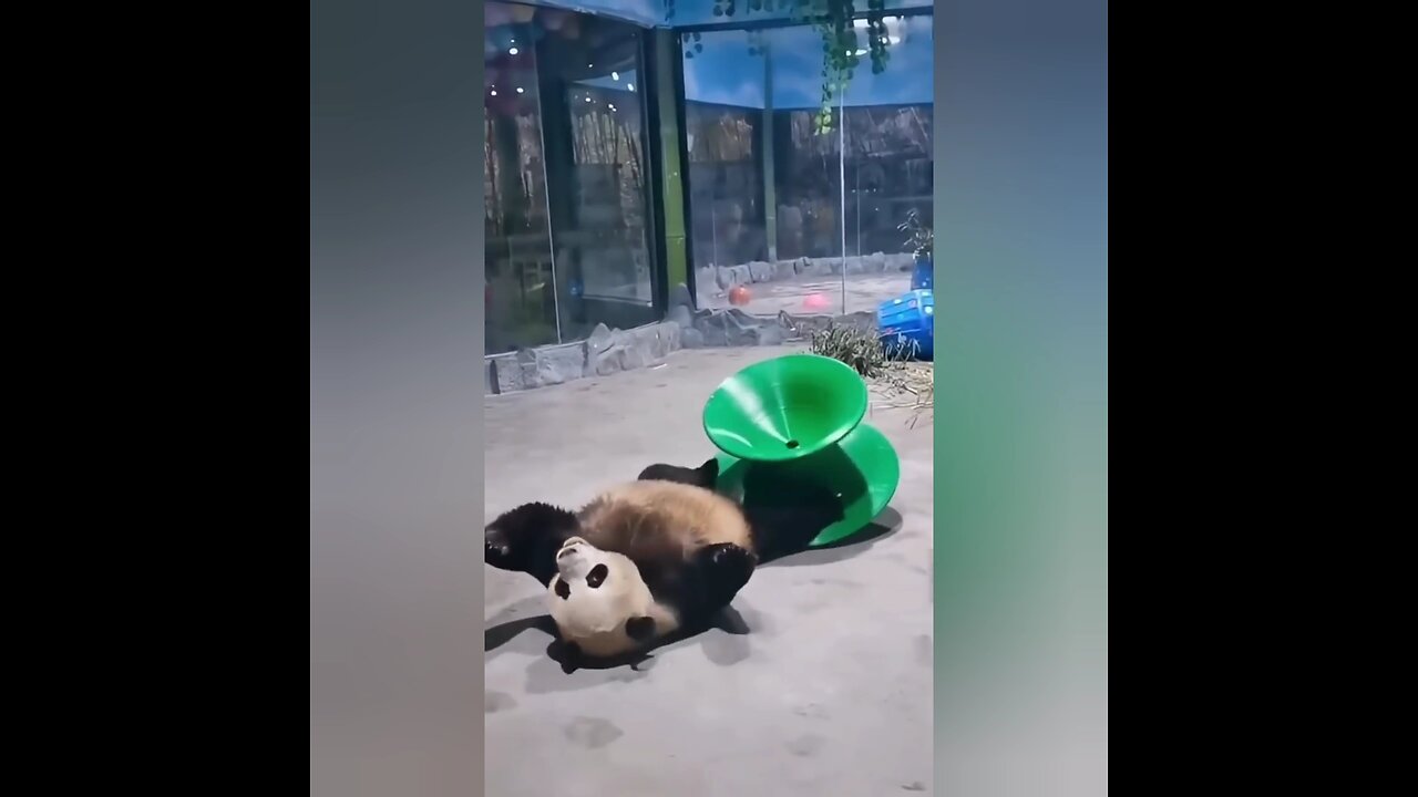 l Lazy Panda Rolling in the Zoo