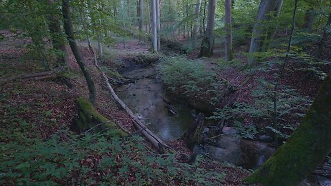 The Sound of a Brook in a Forest Gorge - Water and Bird Sounds for Sleep and Relaxation