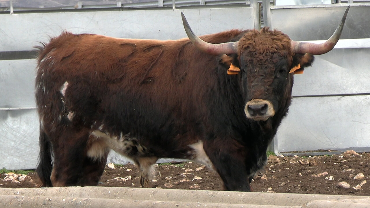 GANADERÍA CONCHA Y SIERRA