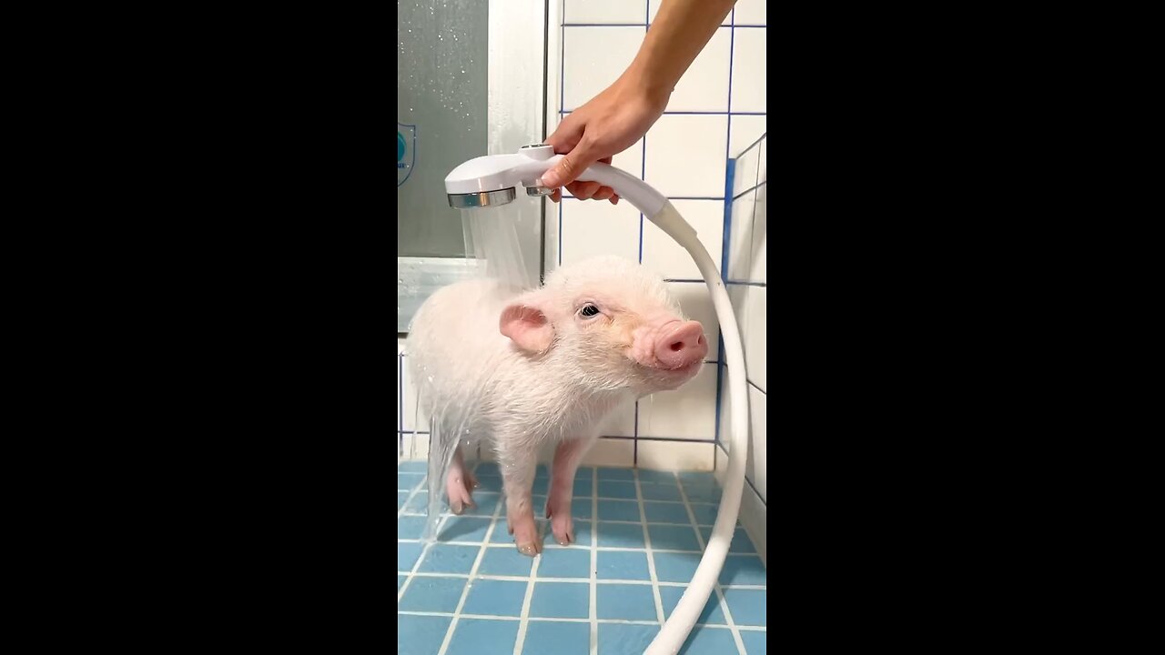 Little Figgy Baby