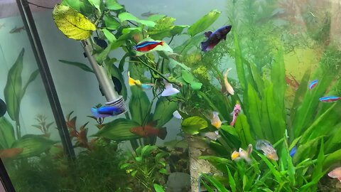 Meet My Fish!!!