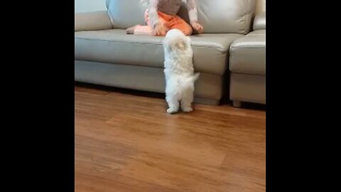 funny animals