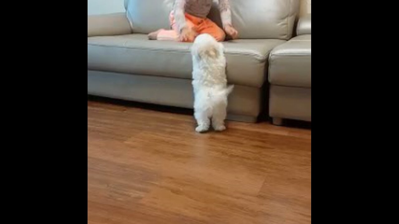 funny animals