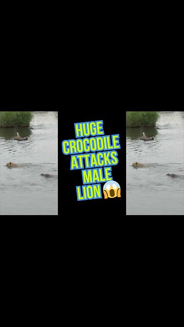 Huge Crocodile Attacks Male Lion 😱 | Predator Clash of the Titans!