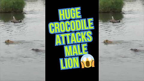 Huge Crocodile Attacks Male Lion 😱 | Predator Clash of the Titans!