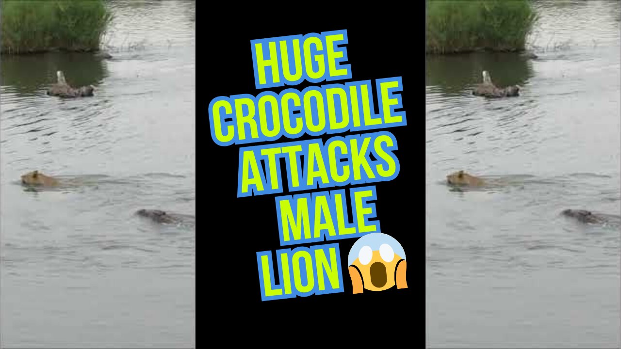 Huge Crocodile Attacks Male Lion 😱 | Predator Clash of the Titans!