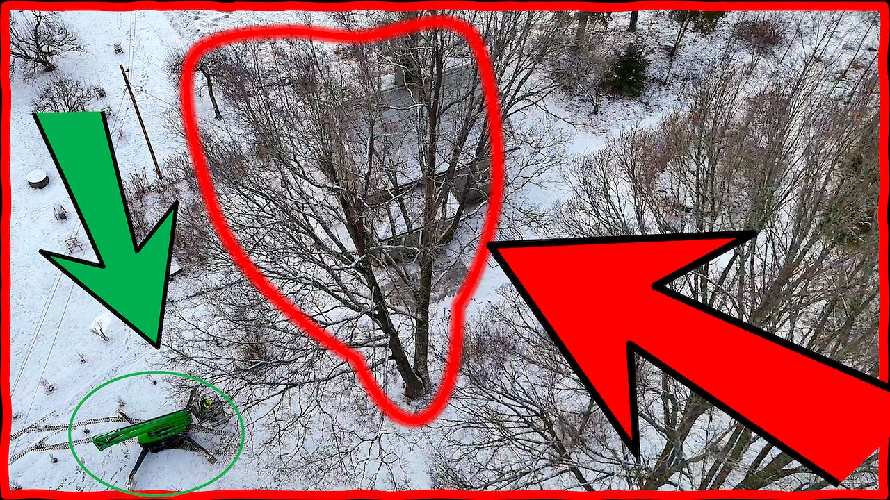 Tight Spot, Big Oak – The Smartest Way to Remove a Risky Tree