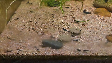 Water Rabbits