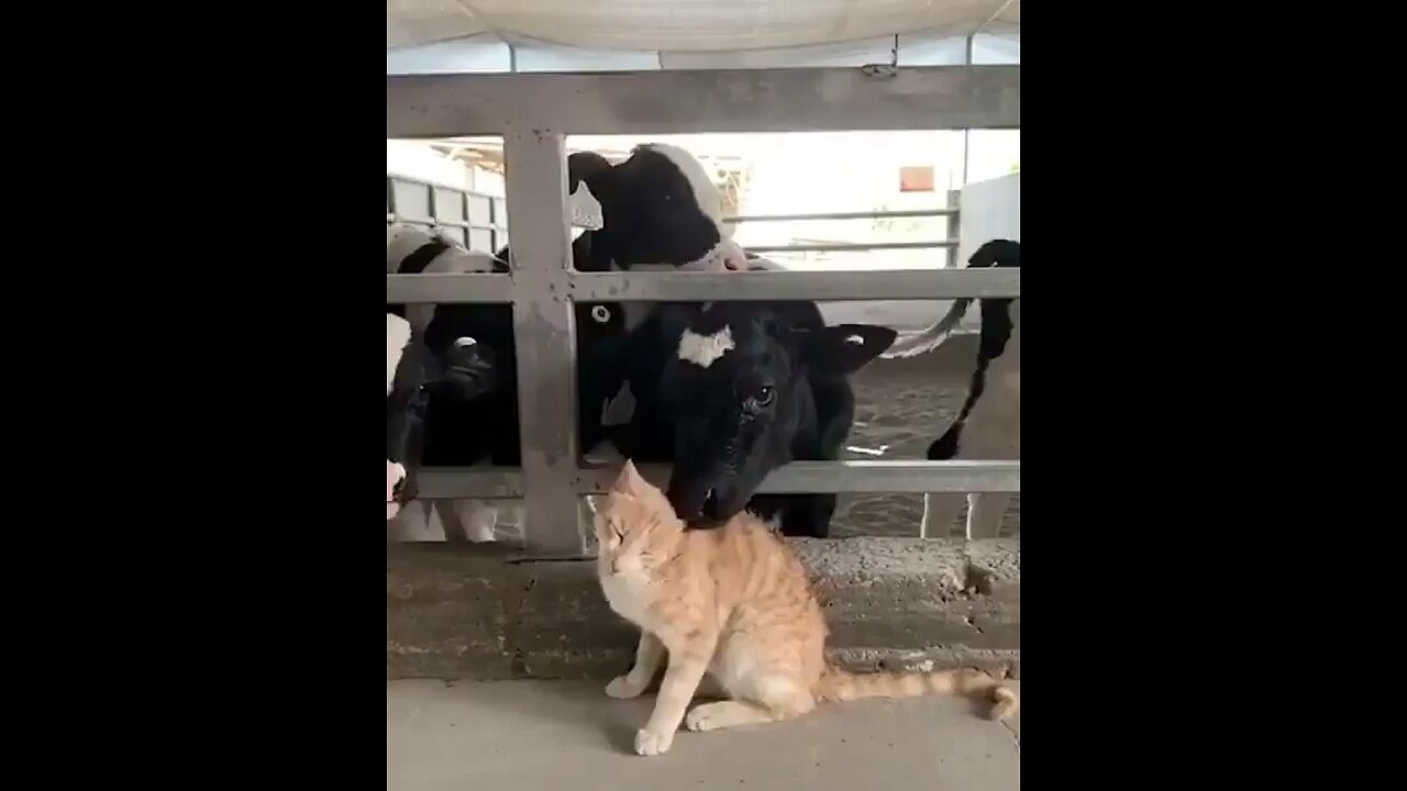 Cow Love Cat