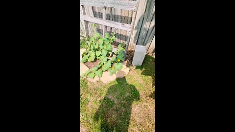 Quick and Easy Trellis Idea