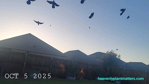 The Mystery of the Bird Swoop!