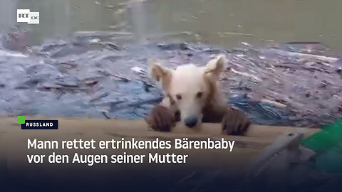 Mann rettet ertrinkendes Bärenbaby vor den Augen seiner Mutter