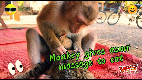 Monkey gives asmr massage to cat