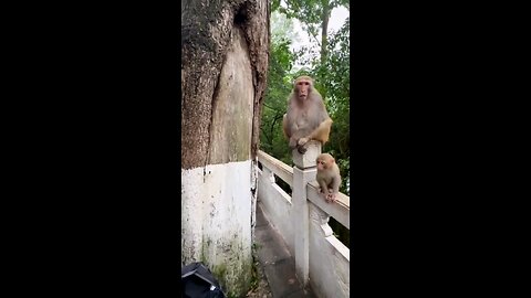 Hello monkey 🐒