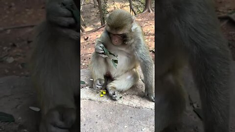 April you monkey