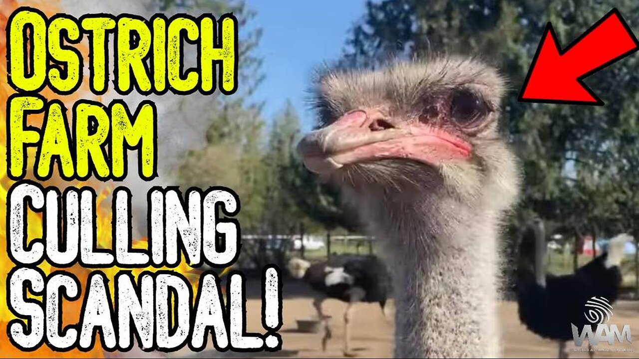 EXPOSED: OSTRICH FARM CULLING SCANDAL! - Canadian Government Killing Off Livestock!