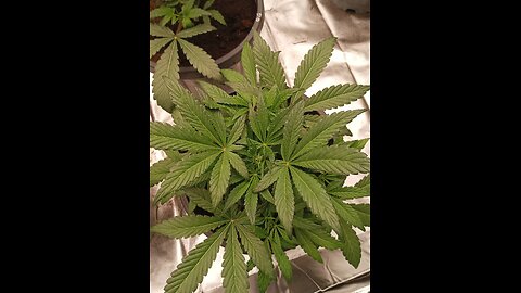 James Runtz by James loud genetics week 1 bloom