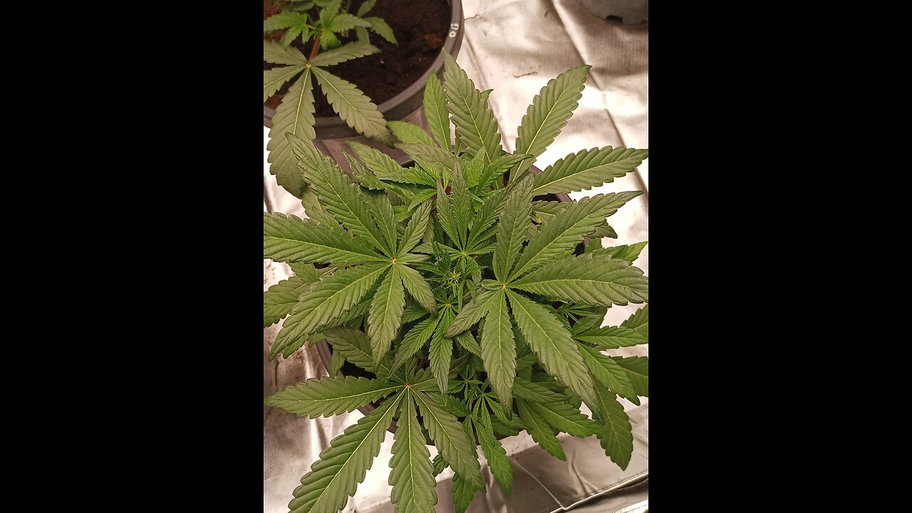James Runtz by James loud genetics week 1 bloom