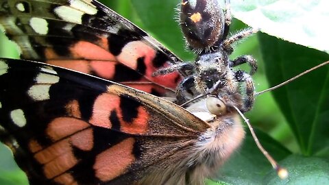 Jumping Spider With a Butterfly