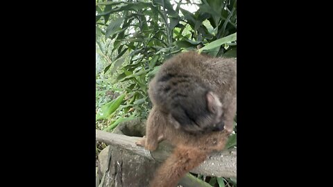 #FunnyAnimals #LemurLife #JungleVibes #CuteAndWild #AnimalComedy #NatureSurprise #WildlifeMoments