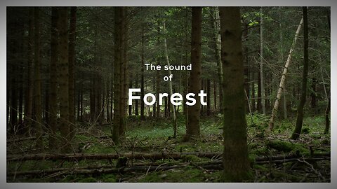 The sounds of forest - Ambient sounds,sounds escape, relax