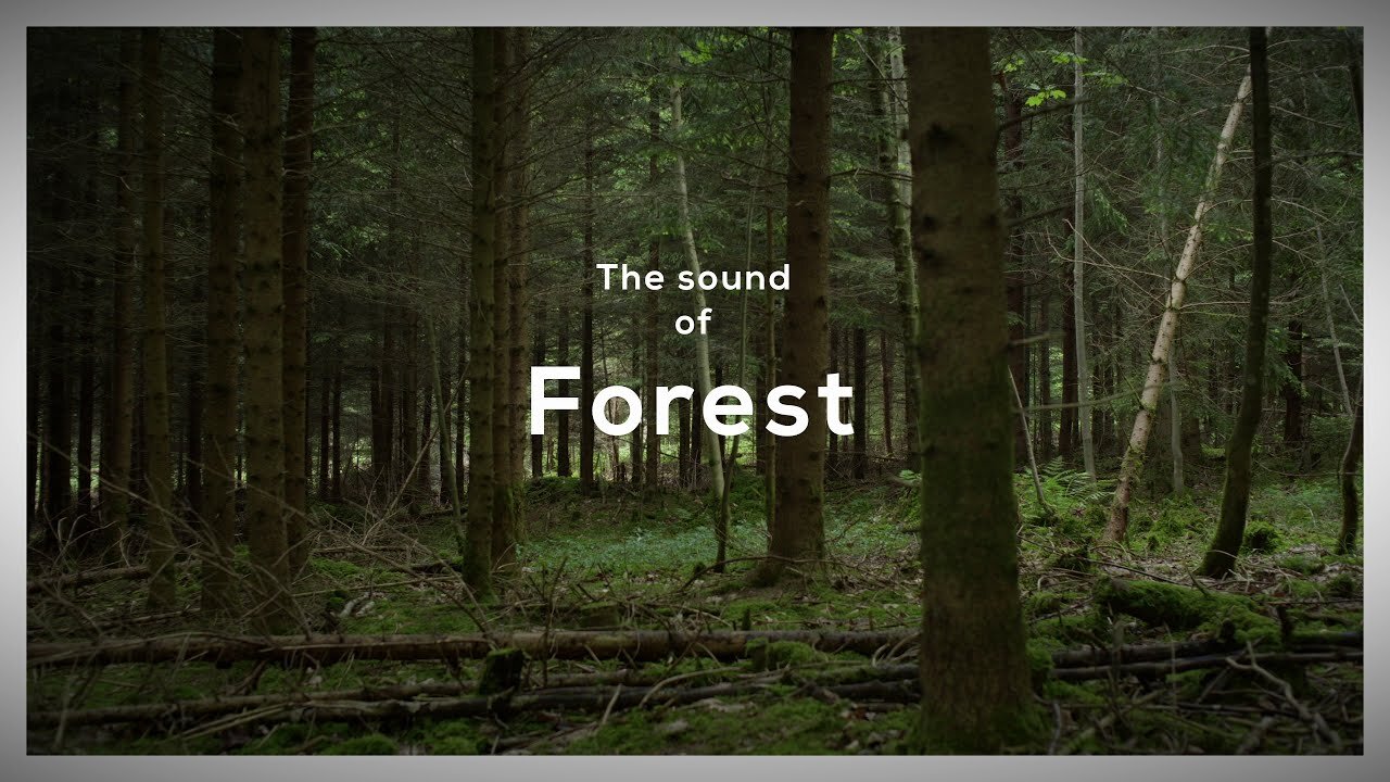 The sounds of forest - Ambient sounds,sounds escape, relax