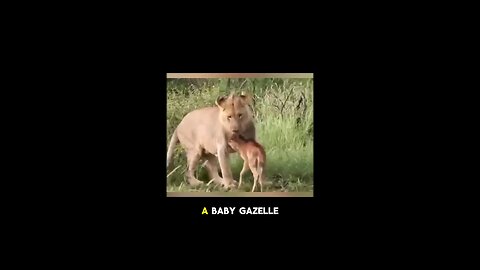 Lion Hunting