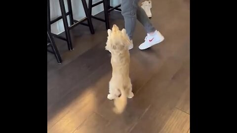 I trust dogs, but not people.
