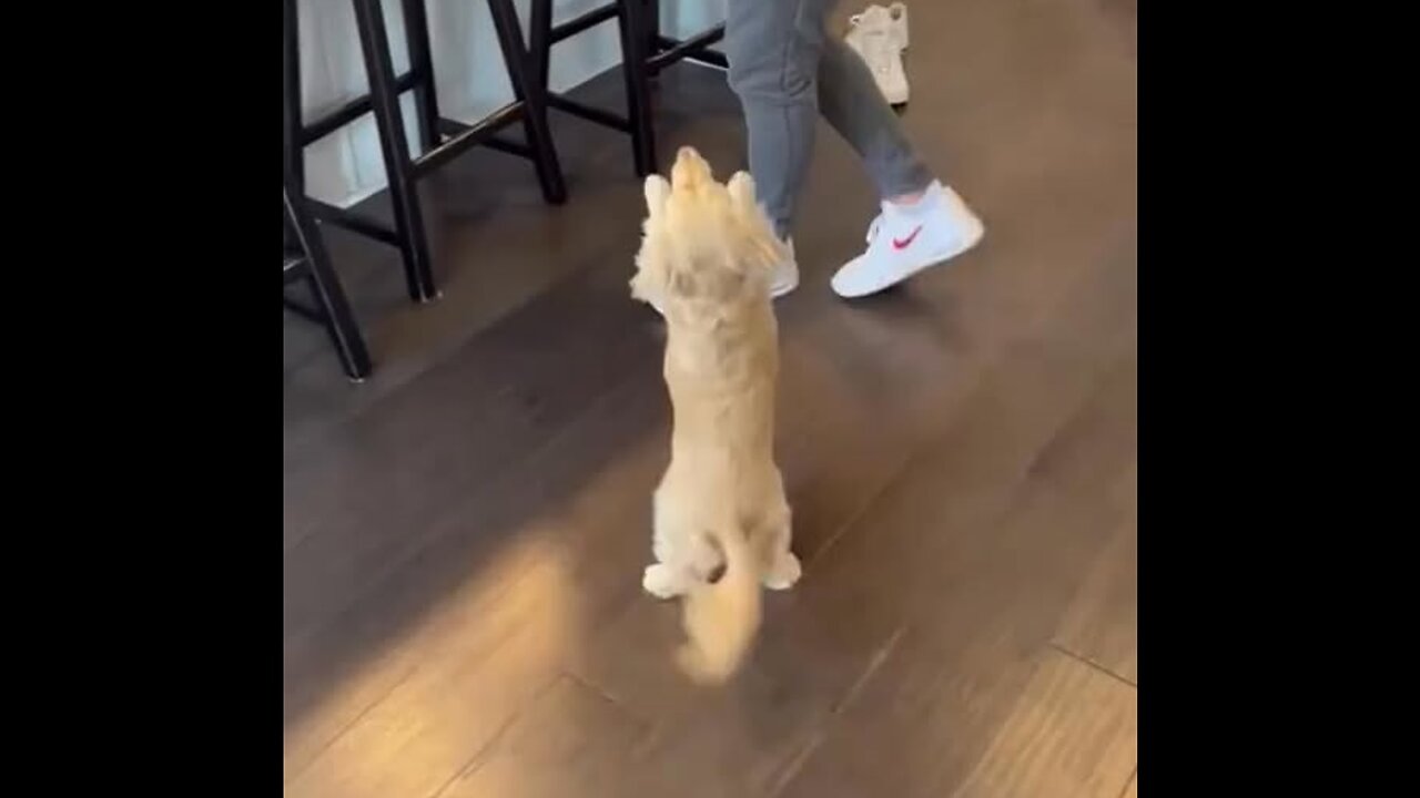 I trust dogs, but not people.