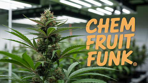 Dr. Ganja's Chem Fruit Funk: Legal CBD Strain Review