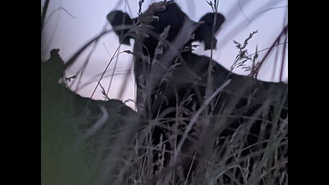 The side effects of beef consumption have been exposed.