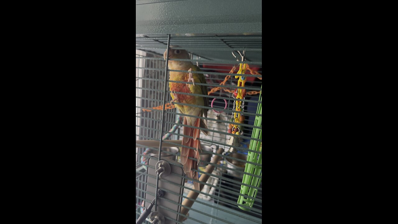 Bird cute