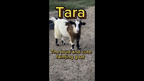 What do you want Tara?