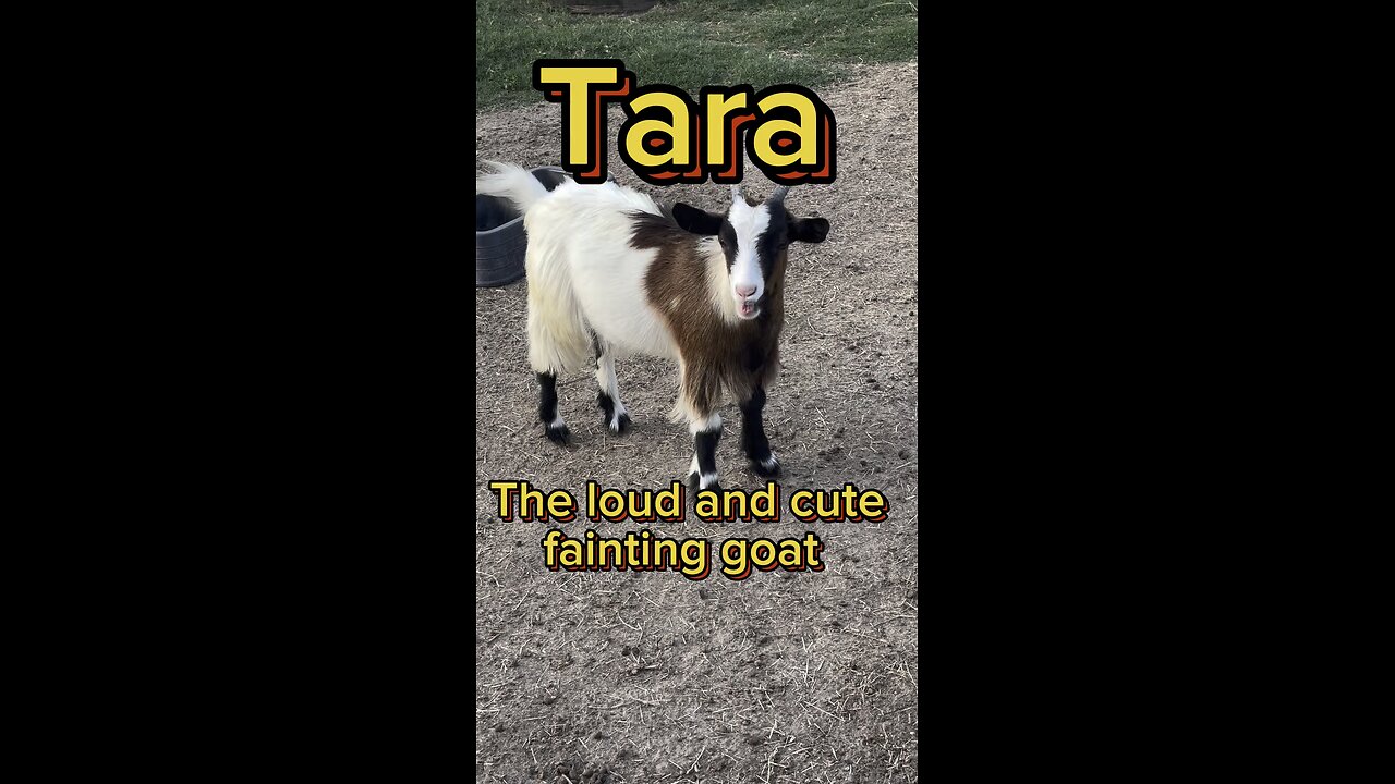 What do you want Tara?