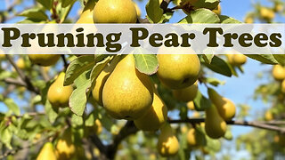 Pruning Your Pear Tree for greater Fruit Production and Tree Health