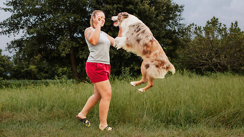 Thinking About Getting a Herding Dog? WATCH THIS FIRST