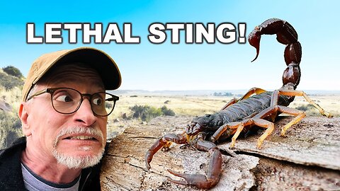 🦂 Scorpions of South Africa