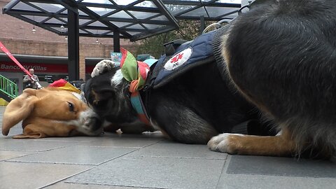Héroes con cuatro patas patrullan en un centro comercial de Colombia