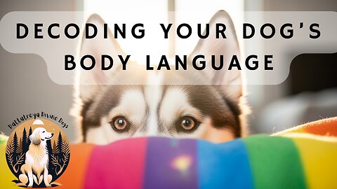 Decoding your Dog's Body Language