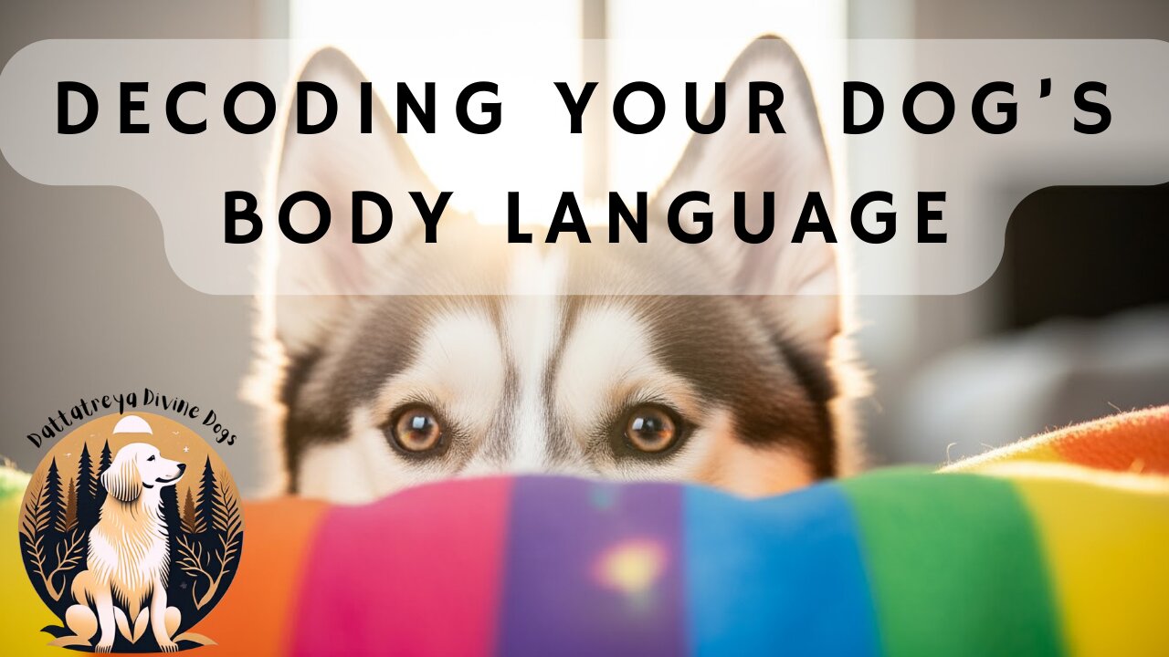 Decoding your Dog's Body Language